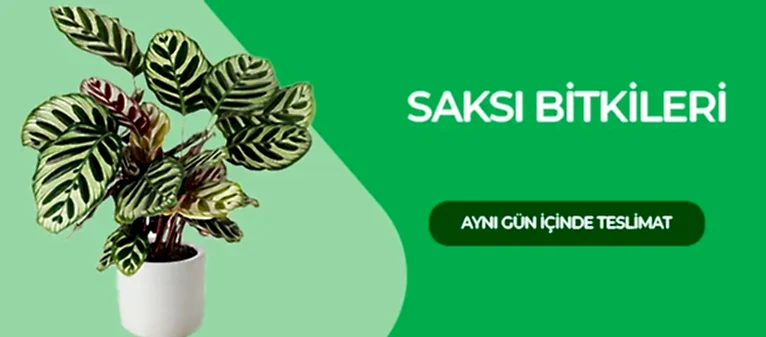 Saksı Çiçekleri