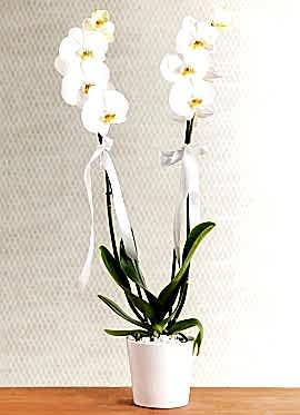 Orkide Phalaenopsis 2 Dallı