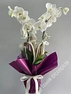 2 Dal Beyaz Orkide Mor Ambalajlı